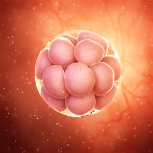 هفته سوم بارداری