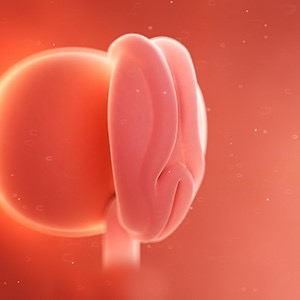 هفته چهارم بارداری