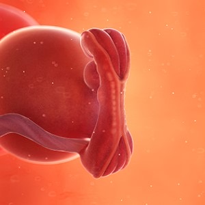 هفته پنجم بارداری