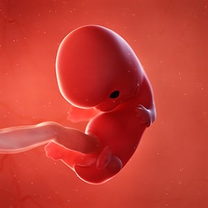 هفته هشتم بارداری