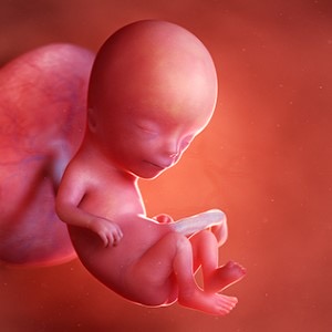 هفته سیزدهم بارداری