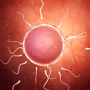 هفته اول و دوم بارداری