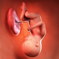 هفته سی‌ و هفتم بارداری