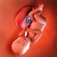 هفته سی‌ و هشتم بارداری