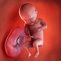 هفته سی‌ و یکم بارداری