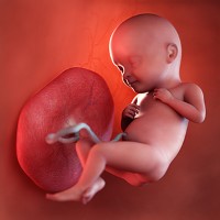 هفته سی‌ و دوم بارداری