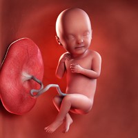 هفته سی‌ و سوم بارداری