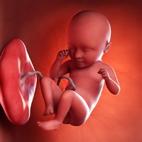 هفته سی‌ و پنجم بارداری