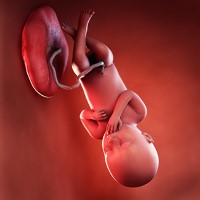 هفته سی‌ و شش بارداری