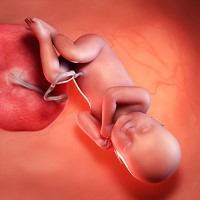 هفته چهل و یکم بارداری